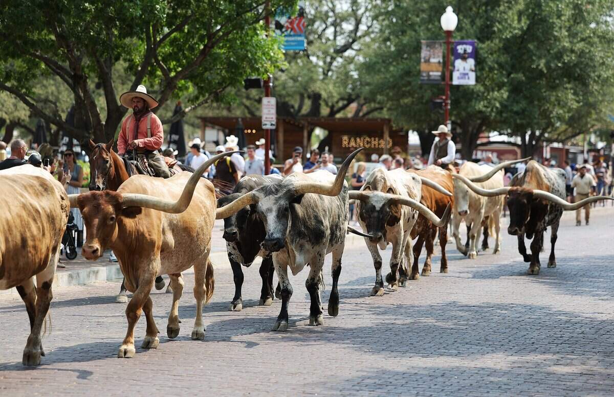 The Fort Worth Herd parades along East Exchange Avenue in the Fort Worth Stockyards on Tuesday, Aug. 25, 2026. Visitors can see the cattle drive twice a day.